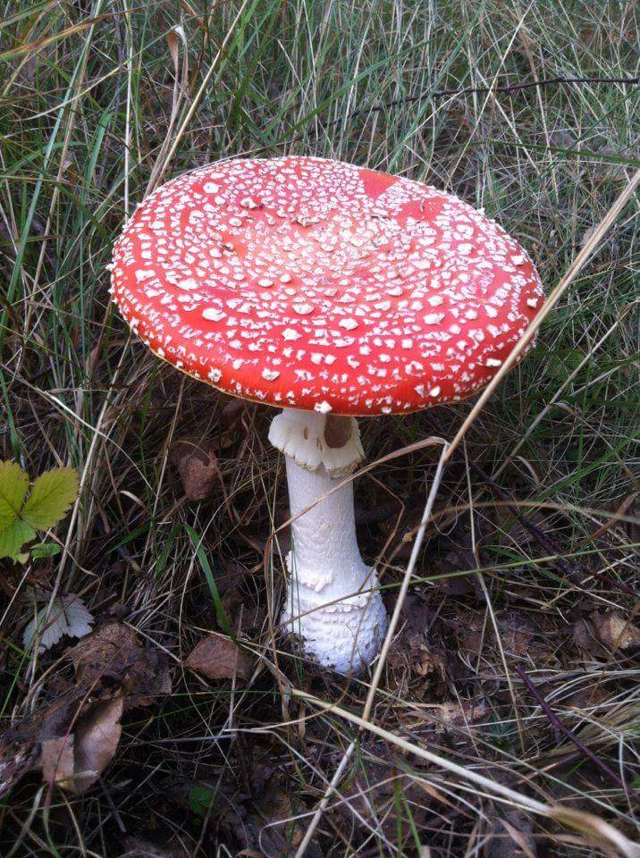 received_1079132115540327